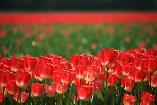 Tulipánová pole