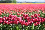 Tulipánová pole